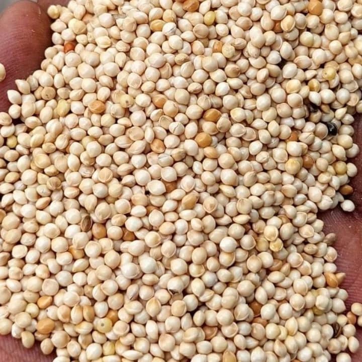White Millet Bird Food 1kg