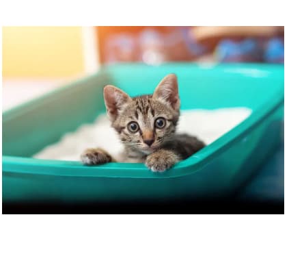 Cat Litter Box Small With Scoop